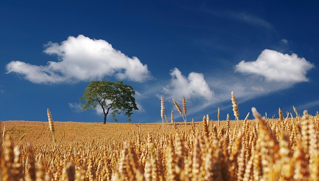 golden wheat field at sunset Ireland warm cinematic