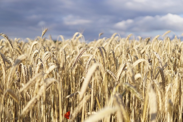wheat grains pouring into hands close-up cinematic