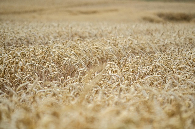 golden wheat field at sunset Ireland cinematic