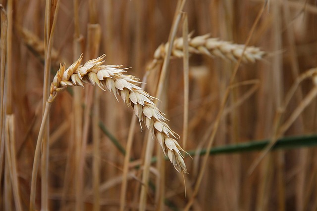 winter wheat ears in field close-up Ireland