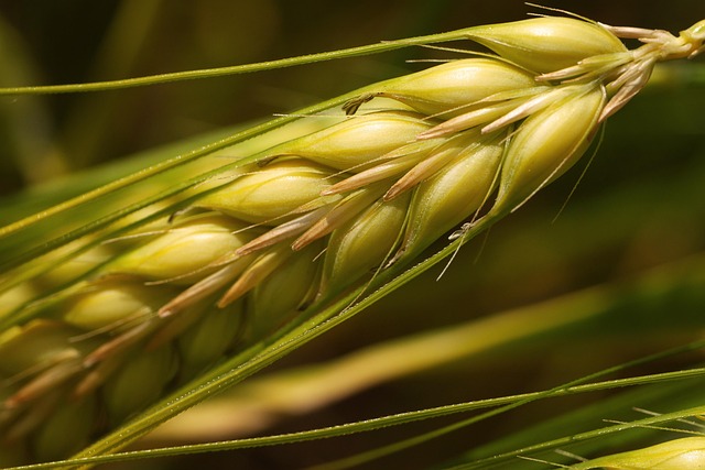 wheat ears close-up golden grain heads