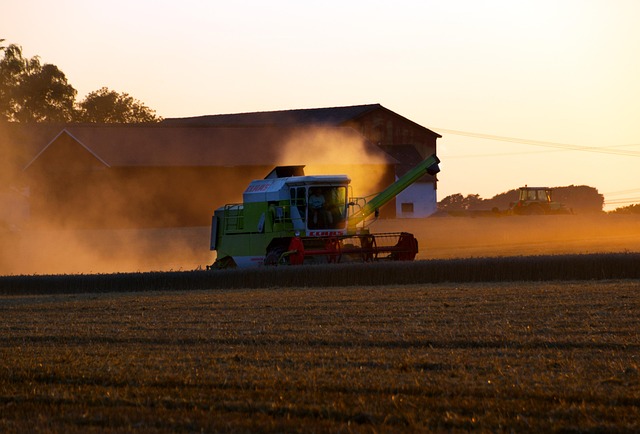 combine harvester cutting wheat golden dust