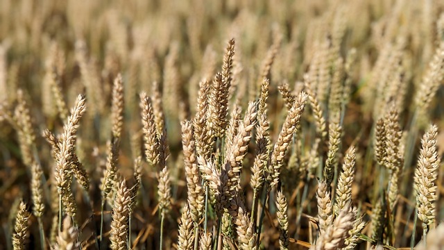 wheat grains close-up privacy policy page Irish farm website