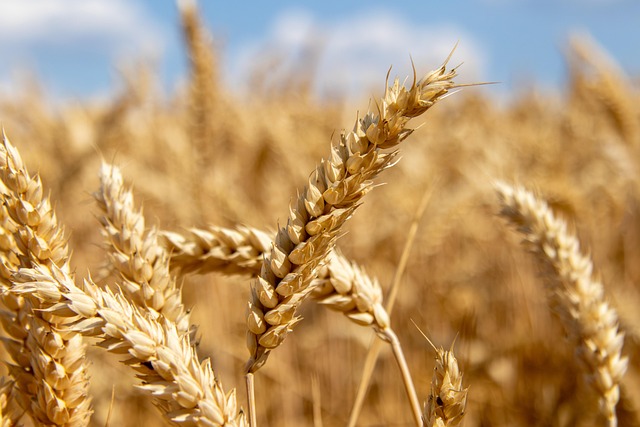 Irish wheat fields and grain heads close-up golden tones