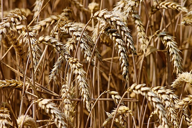 harvesting machine combine in wheat field Ireland