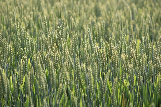 Irish farm landscape green hedgerows and wheat fields