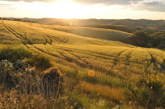 golden wheat field Ireland sunset cinematic contact