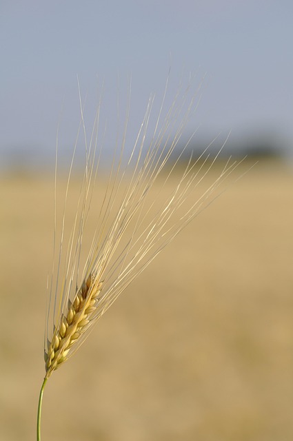 close-up grains of wheat in hands