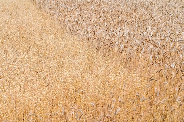 combine harvester in wheat field Ireland dust golden